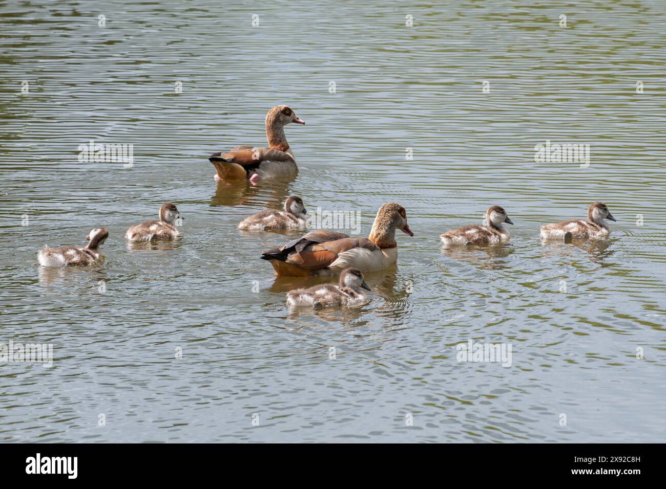 Ägyptische Gänsefamilie (Alopochen aegyptiaca), männliche und weibliche ägyptische Gänse mit jungen Gänsen auf Wasser oder See, West Sussex, England, Großbritannien Stockfoto