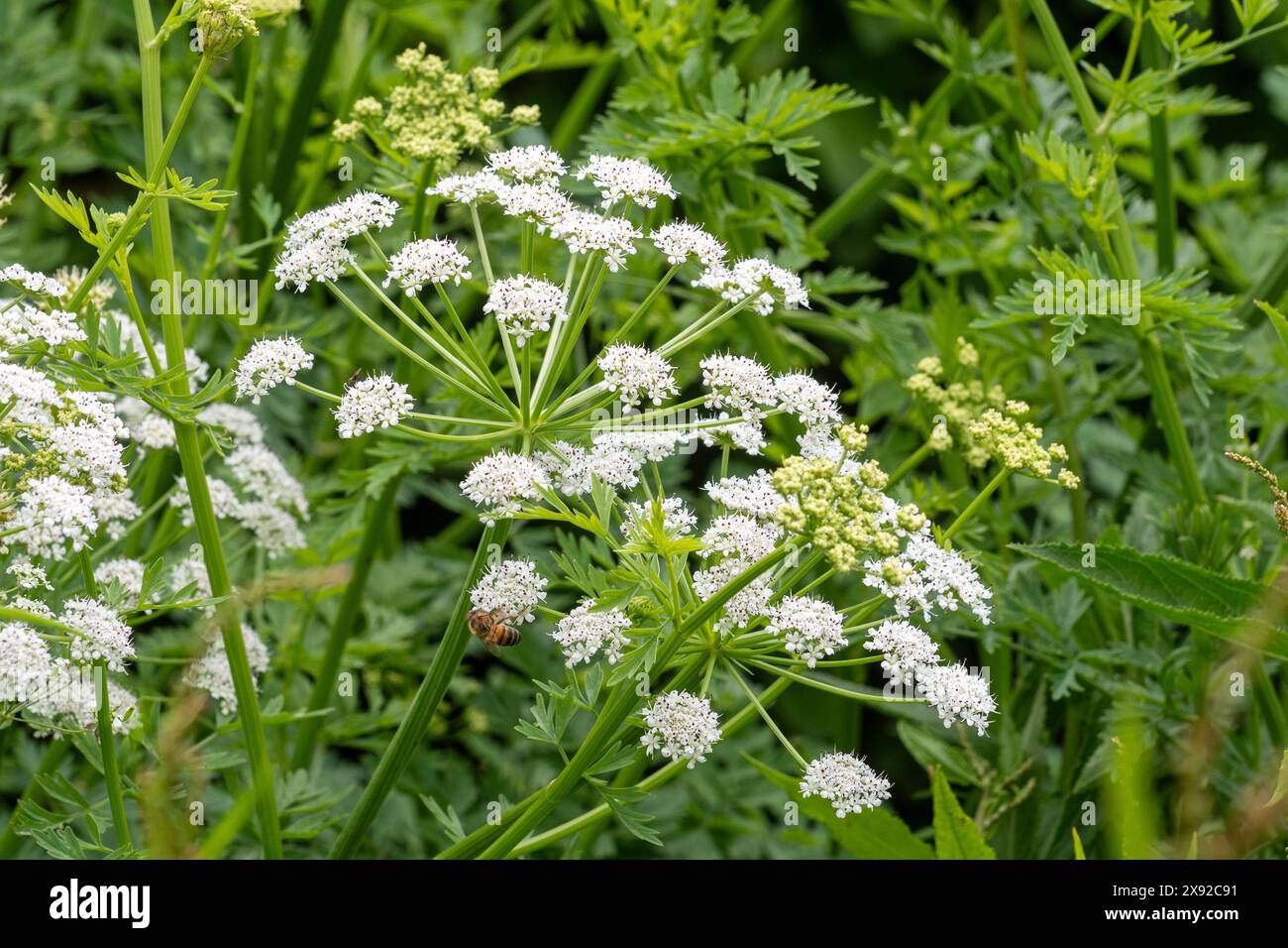 Hemlock-Wassertropfkraut (Oenanthe crocata), eine giftige Pflanze oder Wildblume, die im Mai blüht, England, Vereinigtes Königreich Stockfoto