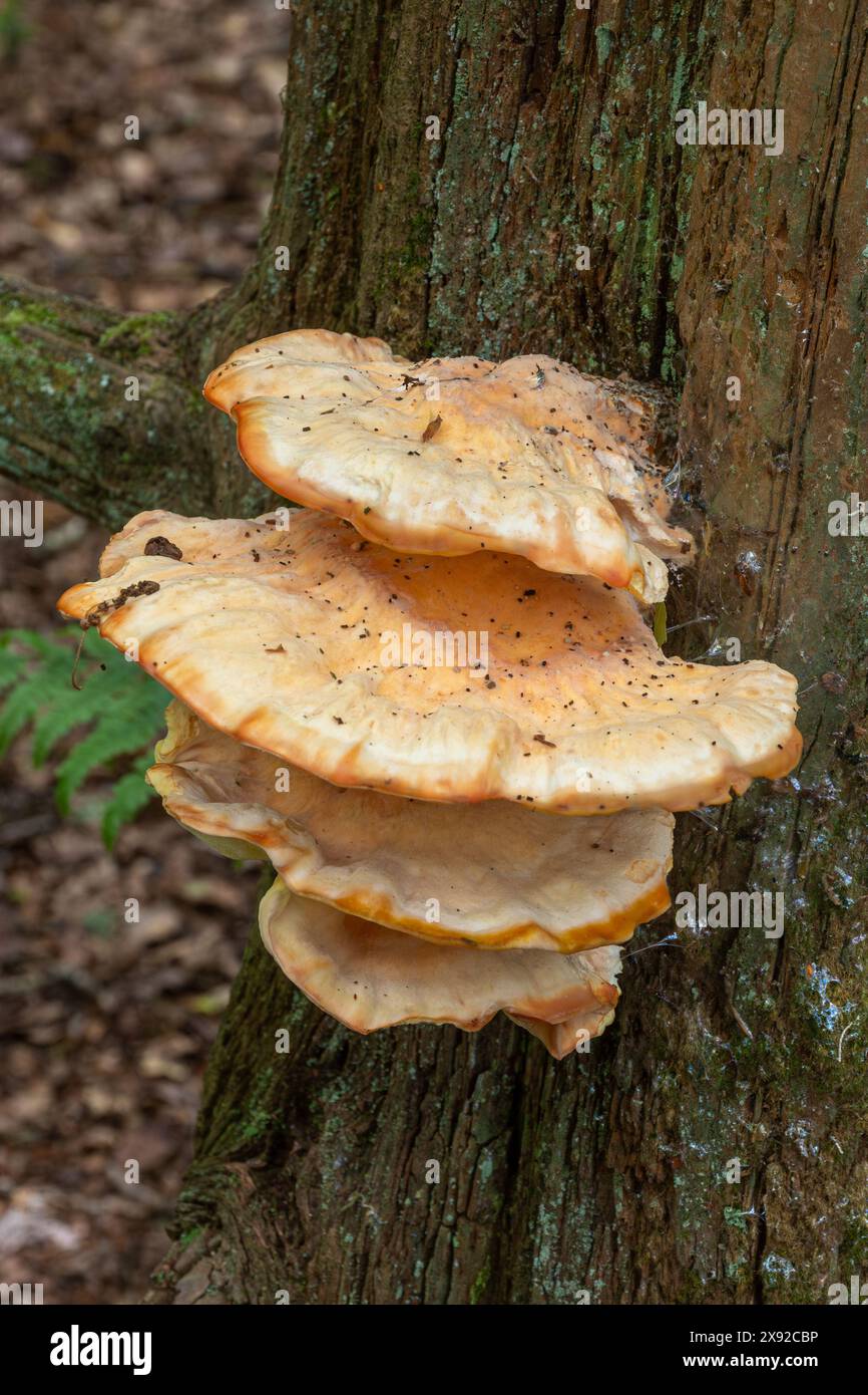 Waldpilz oder Pilz (Laetiporus sulphureus), das auf Baumstämmen wächst, England, Vereinigtes Königreich Stockfoto