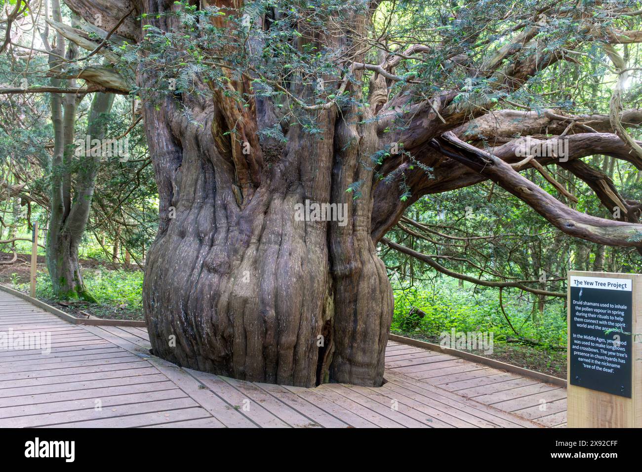 Alte Eibe in Newlands Corner, in den North Downs, Surrey, England, Großbritannien. Neue Promenade zum Schutz von Bäumen vor Bodenverdichtung Stockfoto