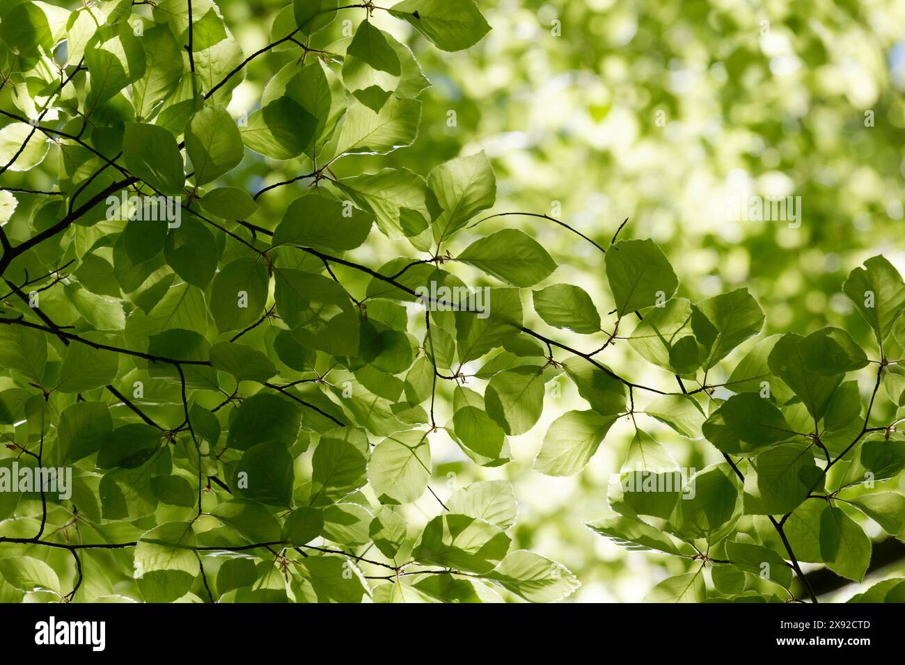 Grünes Laub. Natürlicher heller Hintergrund. Üppiges Laub im Sonnenlicht. Abstrakte Natur. Ansicht von unten. Das Konzept des Sommerfrühlings, gute Wärme, Sonnen Stockfoto