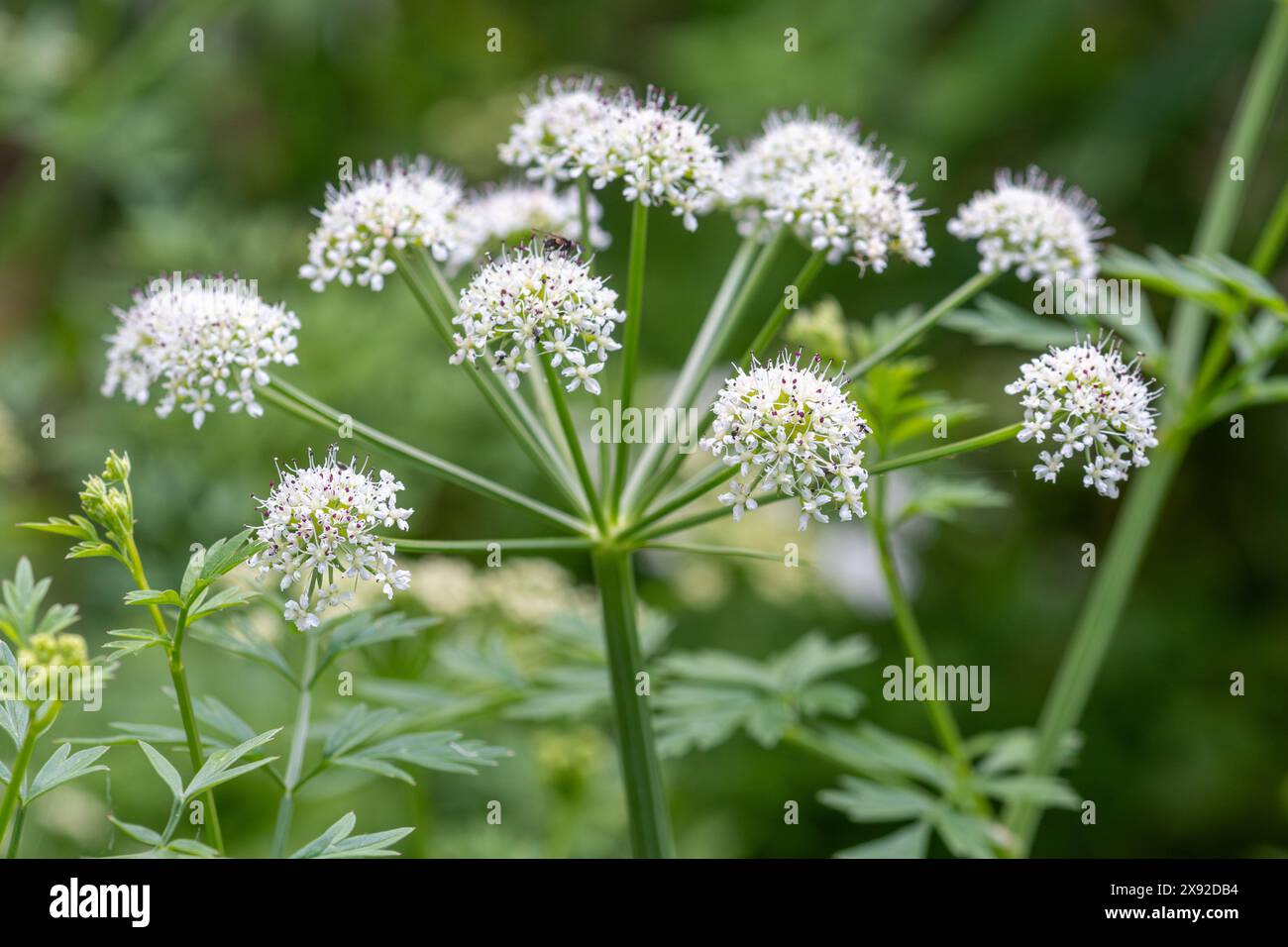 Hemlock-Wassertropfkraut (Oenanthe crocata), eine giftige Pflanze oder Wildblume, die im Mai blüht, England, Vereinigtes Königreich Stockfoto