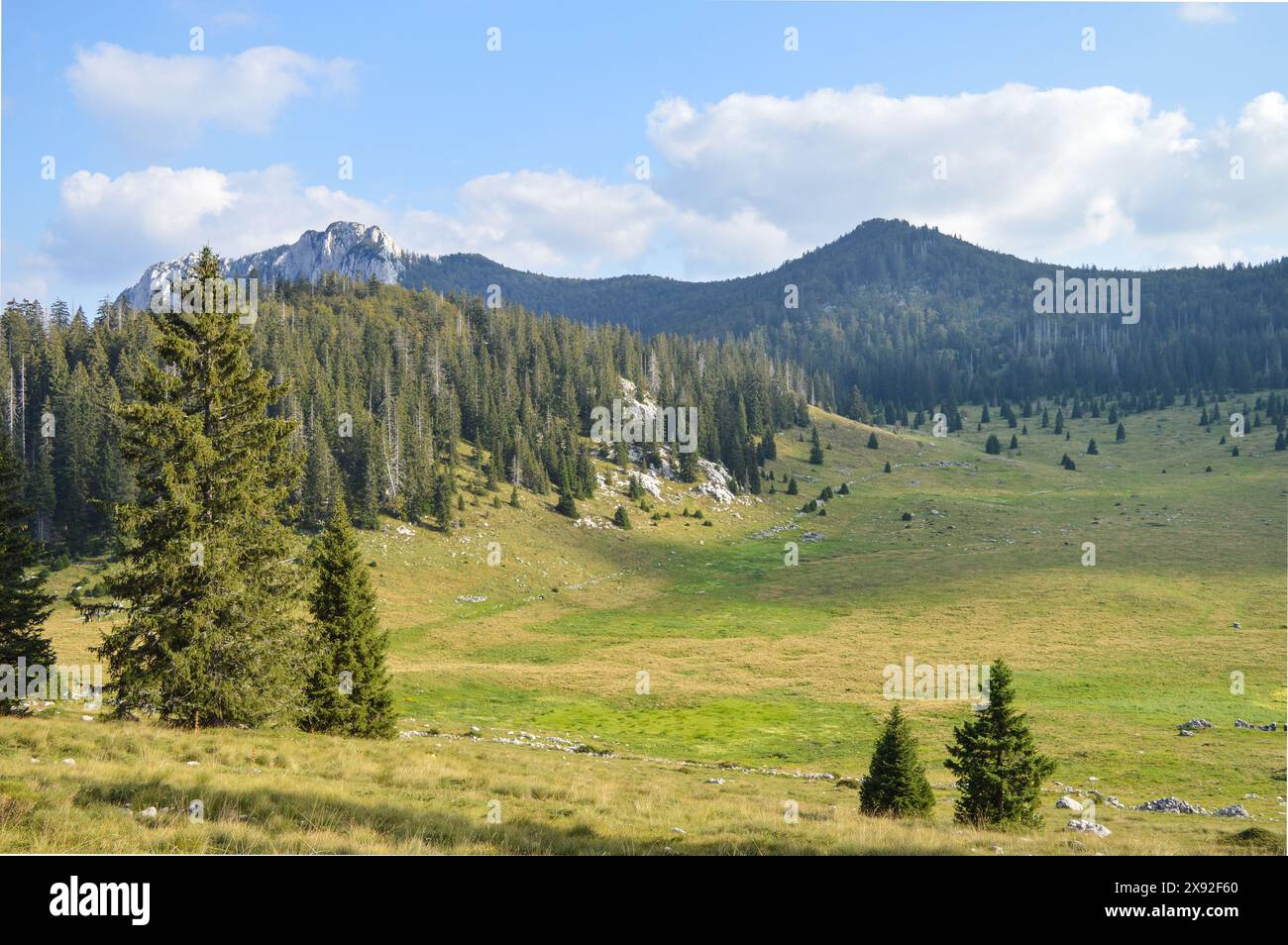 Wunderschönes Tal Veliki Lubenovac umgeben von Fichtenwald. Nationalpark Nördliches Velebit, Kroatien Stockfoto