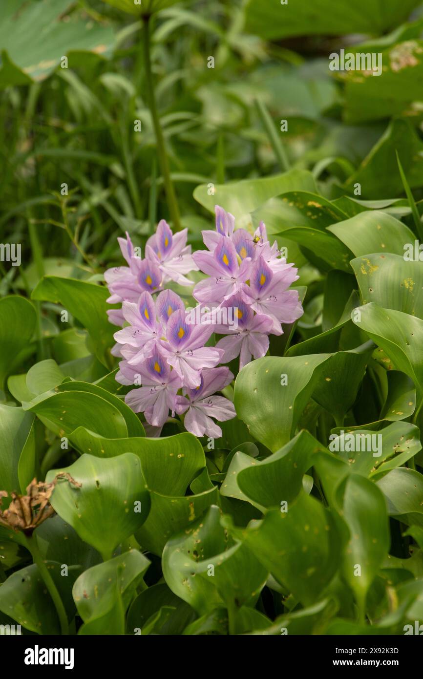 Täuschend schöne Wasserhyazinthe, Eichhornia Crassipes. Natürliches Nahaufnahme blühendes Pflanzenporträt. Stockfoto