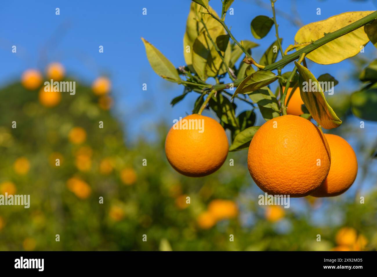 Ein Orangenhain mit vielen Orangen, die auf den Bäumen wachsen 3 Stockfoto