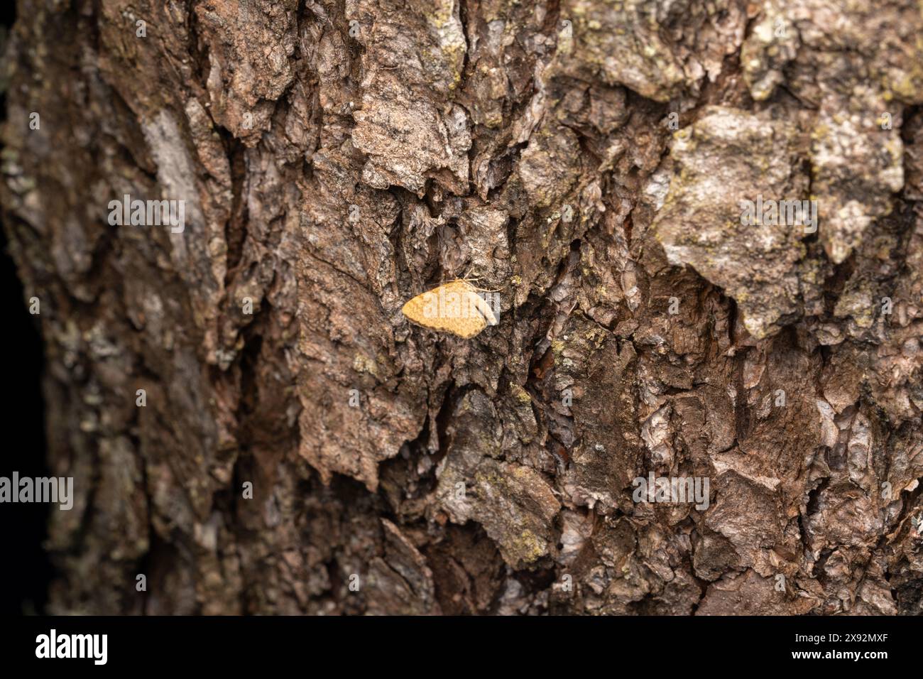 Euchoeca nebulata Gattung Euchoeca Familie Geometridae Dingy Muschelmotte wilde Natur Insektenfotografie, Bild, Tapete Stockfoto