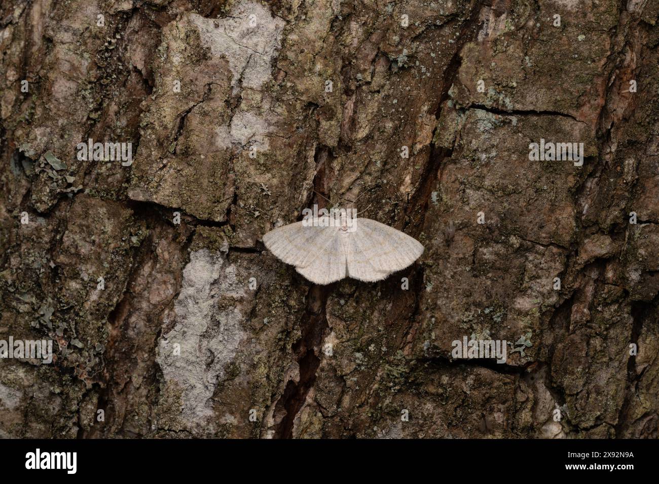 Cabera exanthemata Familie Geometridae Gattung Cabera gemeine Wellenmotte wilde Natur Insekten Tapete, Bild, Fotografie Stockfoto