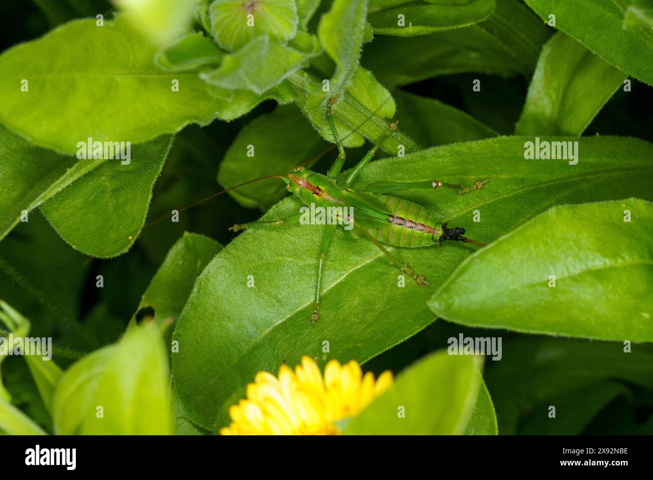 Tettigonia Cantans Familie Tettigoniidae Gattung Tettigonia Hochland grüne Buschgrille wilde Natur Insektenfotografie, Bild, Tapete Stockfoto