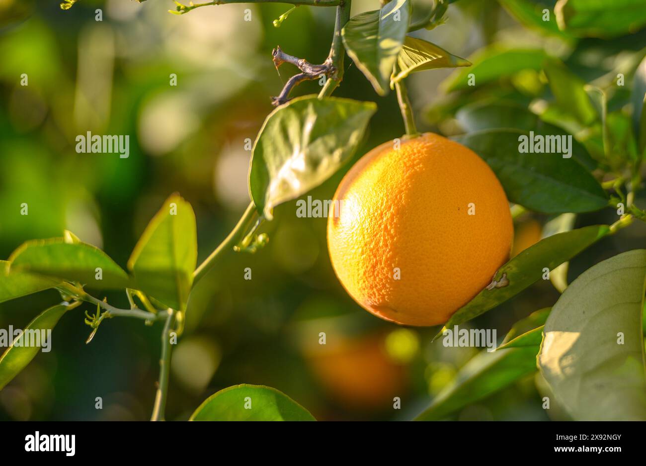 Ein Orangenhain mit vielen Orangen, die auf den Bäumen wachsen 2 Stockfoto