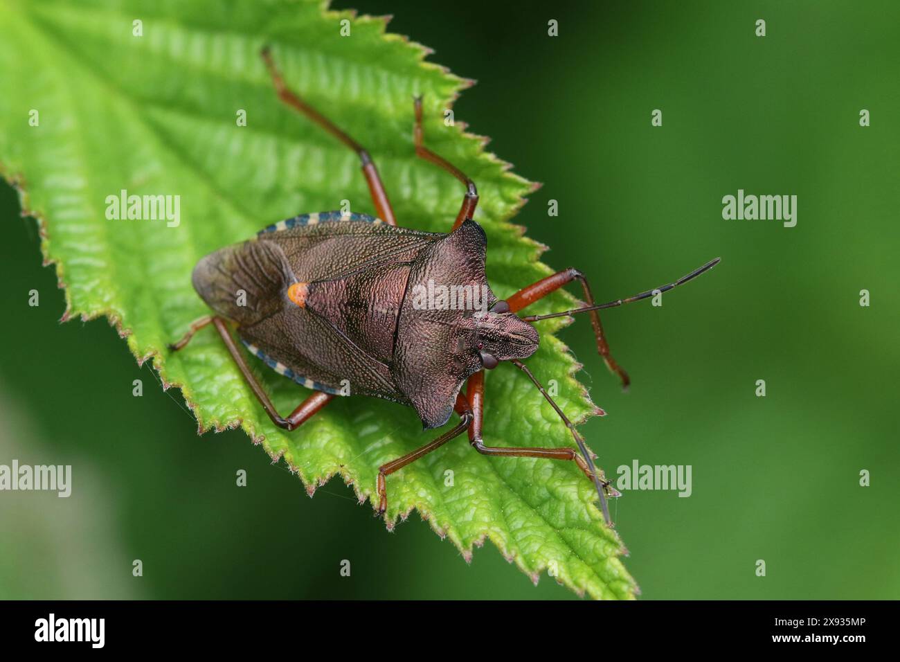 Ein erwachsener Rotbeinschwanz (Pentatoma rufipes), gefunden in Hunterston in Ayrshire, Schottland. Stockfoto