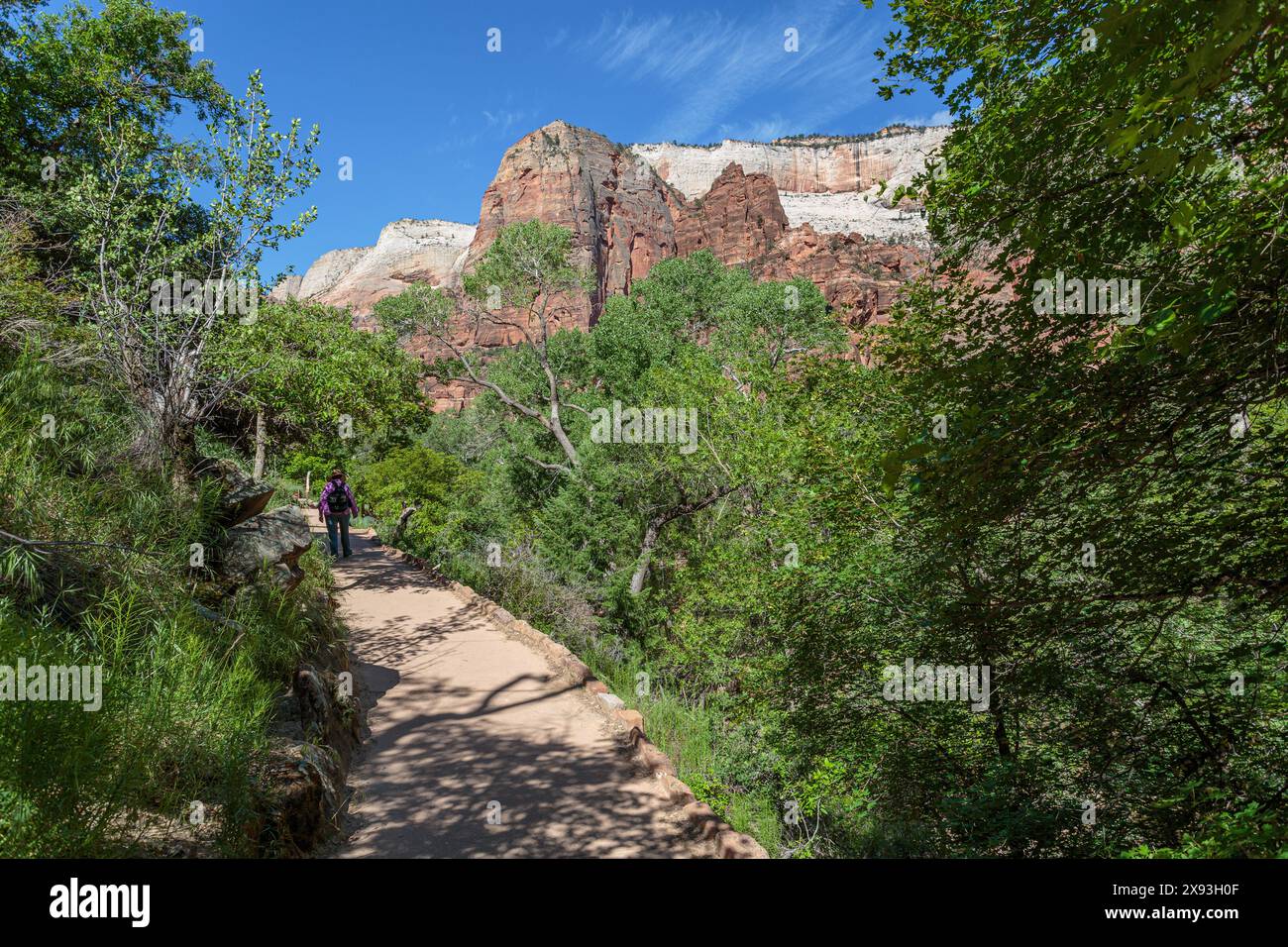 Weibliche Touristen, die Felsformationen und Vegetation entlang des Weeping Rock Trail im Zion National Park, Utah, bewundern Stockfoto