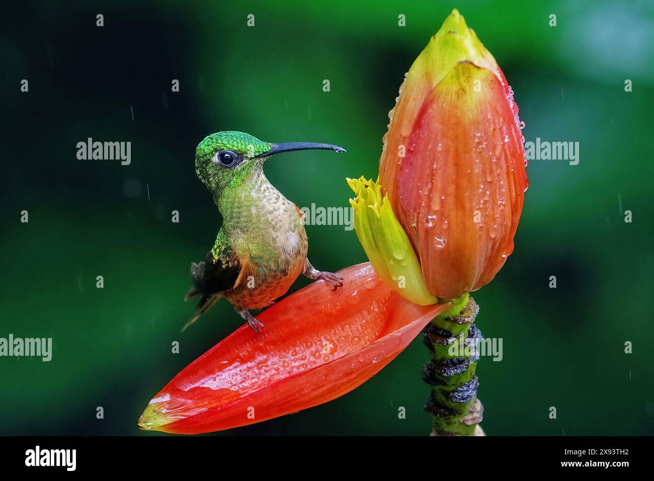 Fawn-Breasted Brilliant - Heliodoxa rubinoides, schöner grüner und brauner Kolibri. Porträt eines Kolibris, der auf einer Blume im Regenwald sitzt Stockfoto