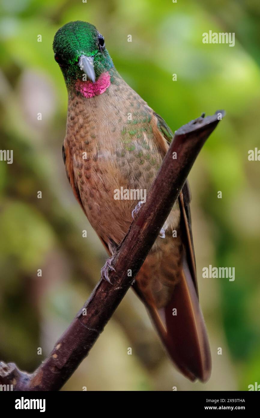 Fawn-Breasted Brilliant - Heliodoxa rubinoides, schöner grüner und brauner Kolibri. Ein Porträt eines Kolibris, der auf einem Ast im Regenwald sitzt Stockfoto