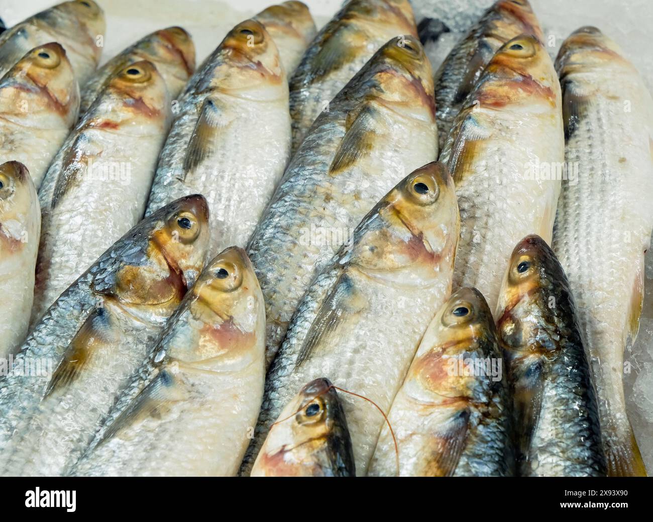 Rohe frische Meeresfrüchte auf Eis Stand am Markt. Weißfleischfisch. Nahaufnahme. Gefrorene Zutaten. Gourmet-Markt. Hochwertige Fotos Stockfoto