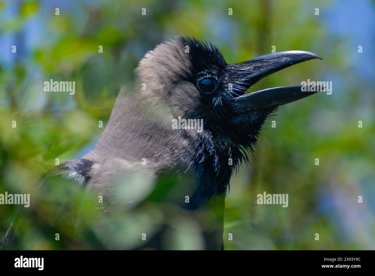 Nahaufnahme einer Krähe Stockfoto