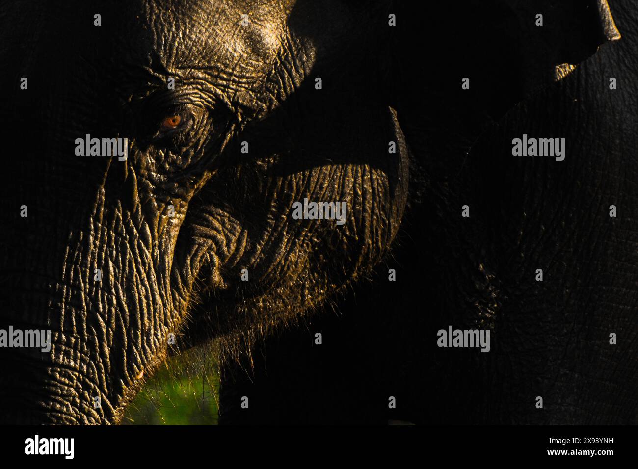 Eine Nahaufnahme eines Elefanten Stockfoto