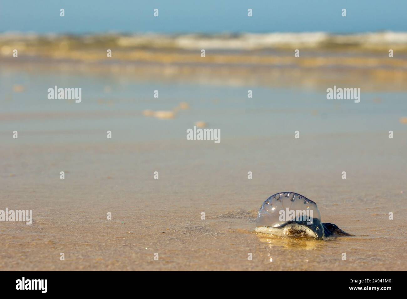 Blue Bottle, Physalia physalis, gewaschen am Strand von Inhassoro in Mosambik Stockfoto