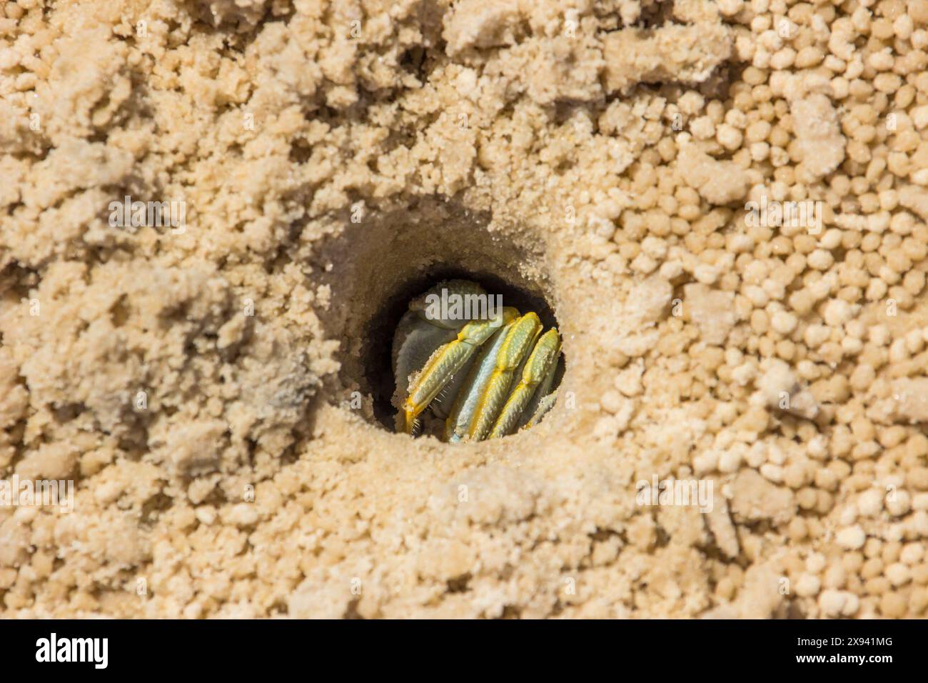 Eine gehörnte Geisterkrabbe (Ocypode ceratophtalmus), die sich in ihrem Loch an einem Sandstrand von Mosambik versteckt. Stockfoto