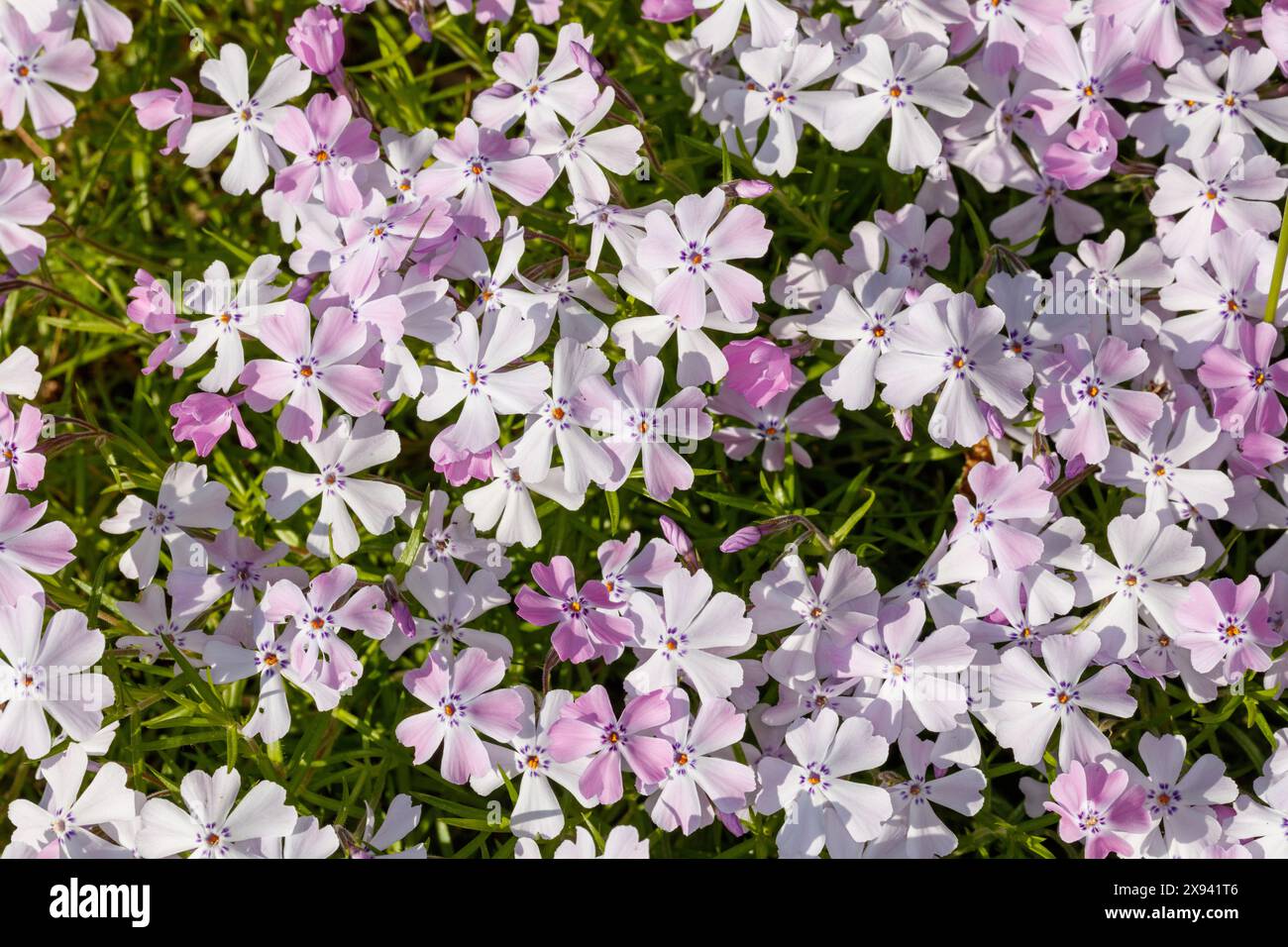 Kriechender Phlox, Mossflox (Phlox subulata) Stockfoto