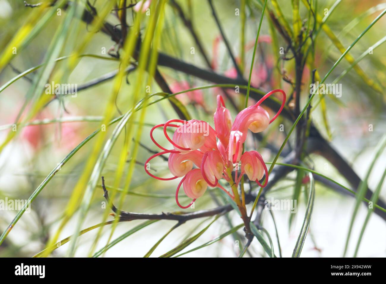 Grevillea johnsonii Blume im Laub. Spinnenblumenstrauch fotografiert im Garten während der Blüte Nahaufnahme. Stockfoto