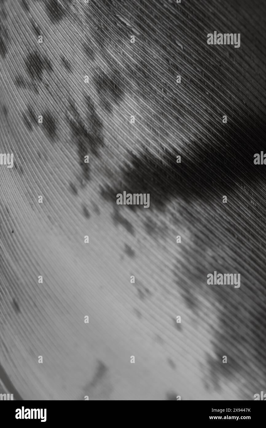 Textur und Hintergrund sind Nahaufnahmen von Vogelfedern. Schwarzweißfoto Stockfoto