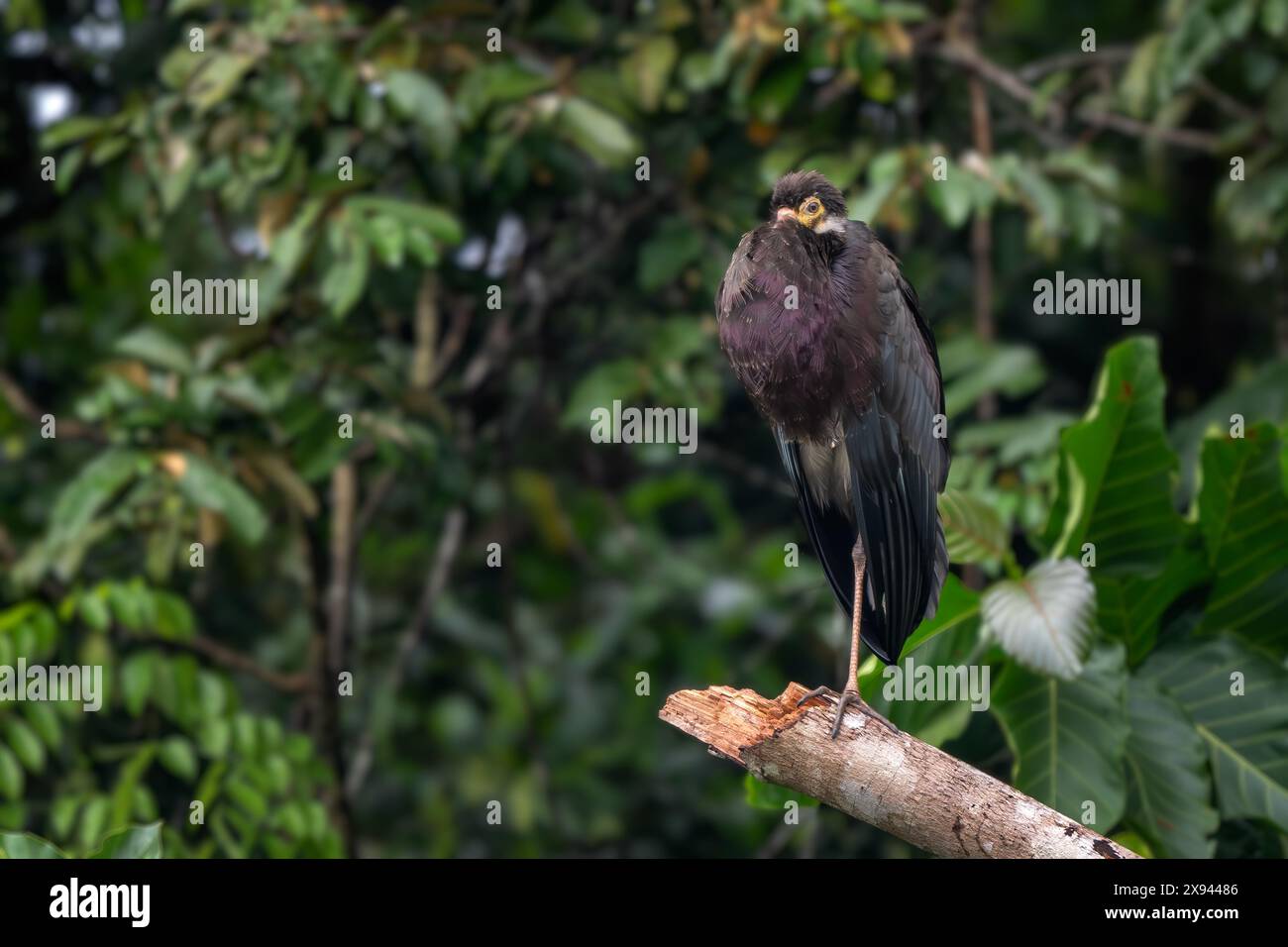 Wollhalsstorch - Ciconia episcopus, großer Storch für asiatische Sümpfe und Wälder, Kinabatangan River, Borneo, Malaysia. Stockfoto