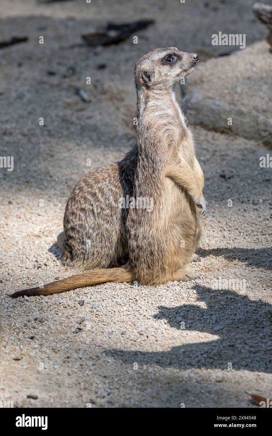 Aufmerksames Erdmännchen, das im Zoo am Boden steht, im Frühjahr in Stuttgart gedreht wurde Stockfoto