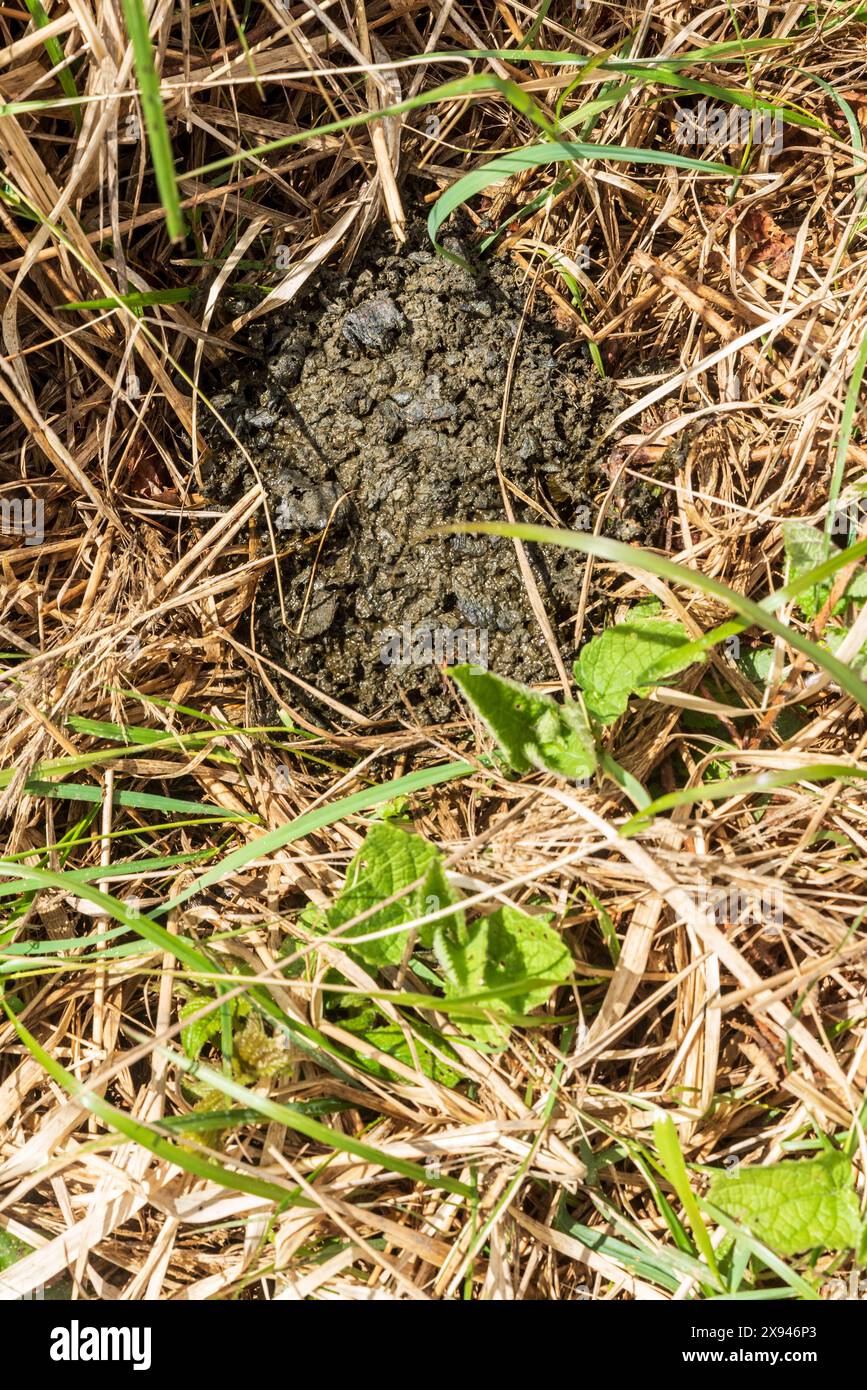 Frühlingsbärenscheiß auf dem Korchan-Pass im Kysucka vrchovina-Gebirge in der Region Kysuce in der Slowakei Stockfoto