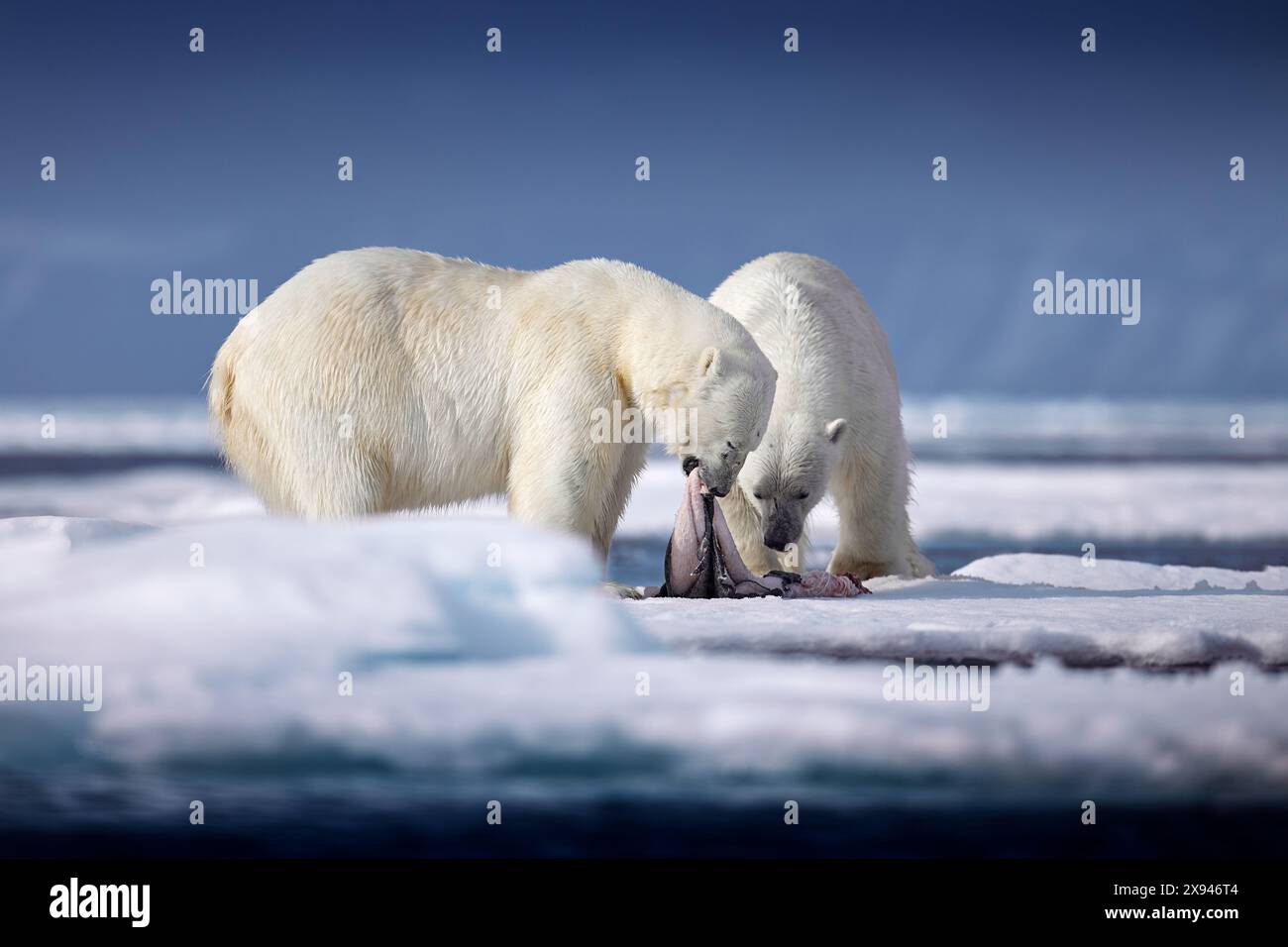 Wildtiere Svalbard, Norwegen. Bären mit Kadaver-Pelzfell, Wildtiere. Kadaver blauer Himmel und Wolken. Natur - Eisbär auf treibendem Eis mit s Stockfoto