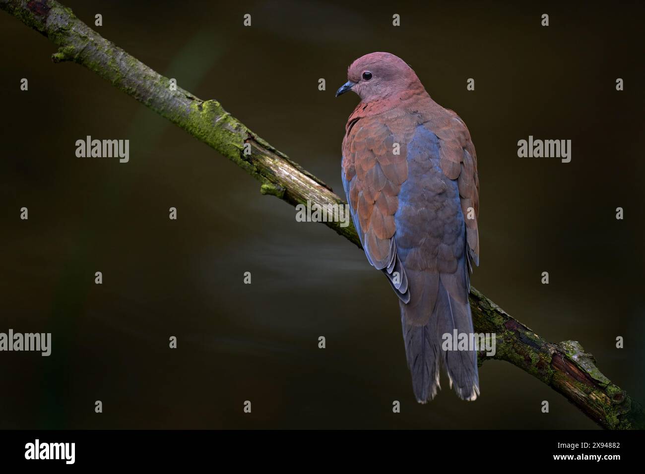 Lachende Taube, Spilopelia senegalensis, kleine Taube, die in Afrika lebt Stockfoto