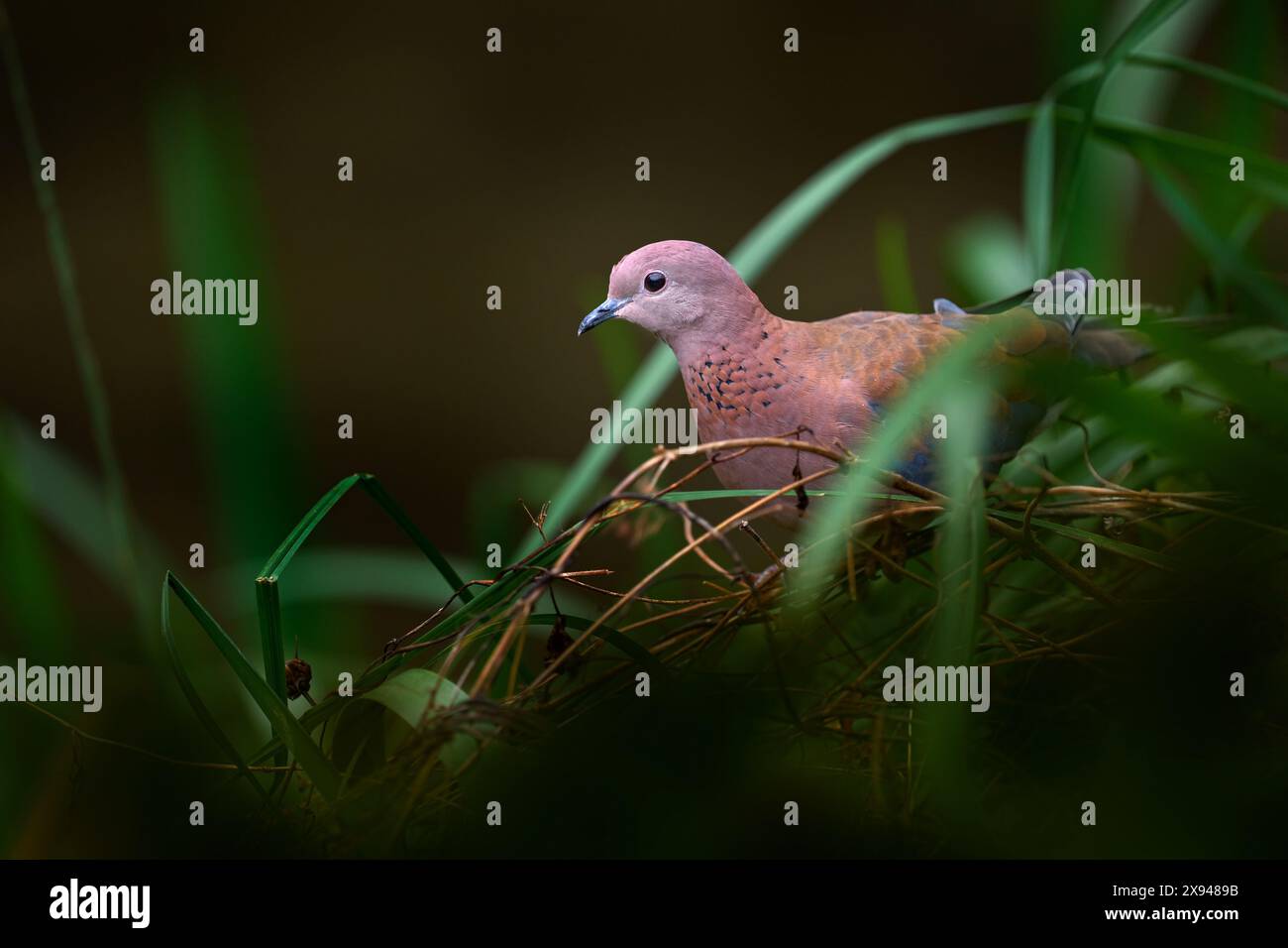 Lachende Taube, Spilopelia senegalensis, kleine Taube, die in Afrika lebt Stockfoto
