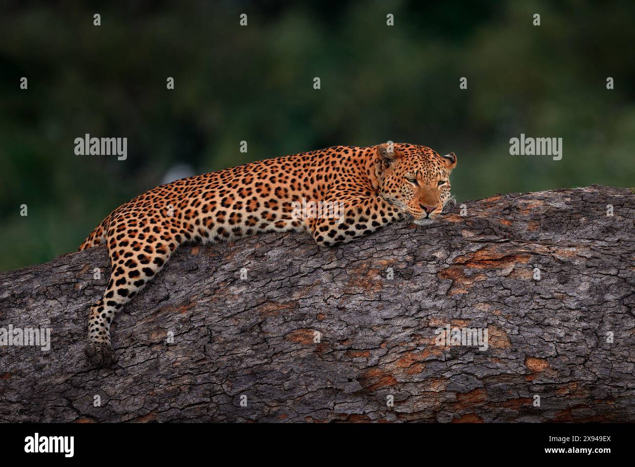 Leopard liegt auf dem Baum, Okavango-Delta in Botswana. Wildkatze in der Natur, Wildtiere in Afrika. Afrikanische Landschaft mit Tier. Gepunktetes Pelz-coa Stockfoto