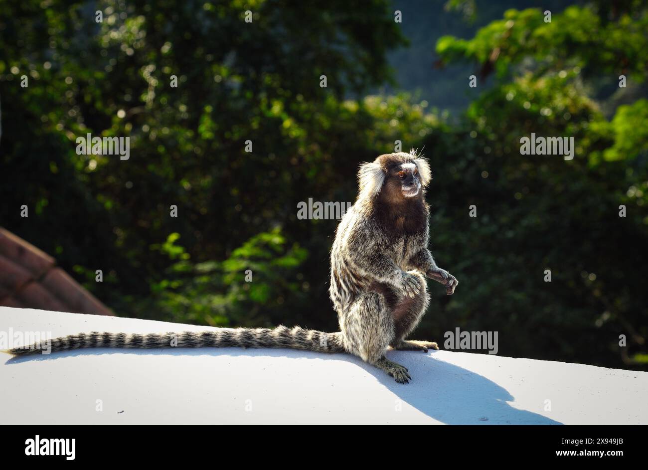 Ein weiß getuftetes Marmoset (Callithrix jacchus), das unter dem Sonnenlicht sitzt - Rio de Janeiro, Brasilien Stockfoto