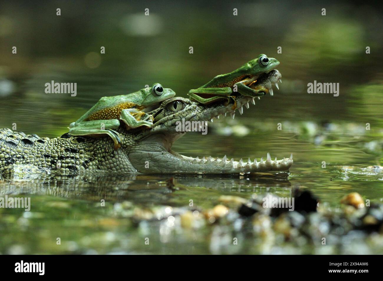 Croc Taxi INDONESIA URKOMISCHE Bilder eines fliegenden Frosches, der auf einem Salzwasserkrokodil reitet, wurden in Balangan, Indonesien, gefangen. Salzwasser Cr Stockfoto