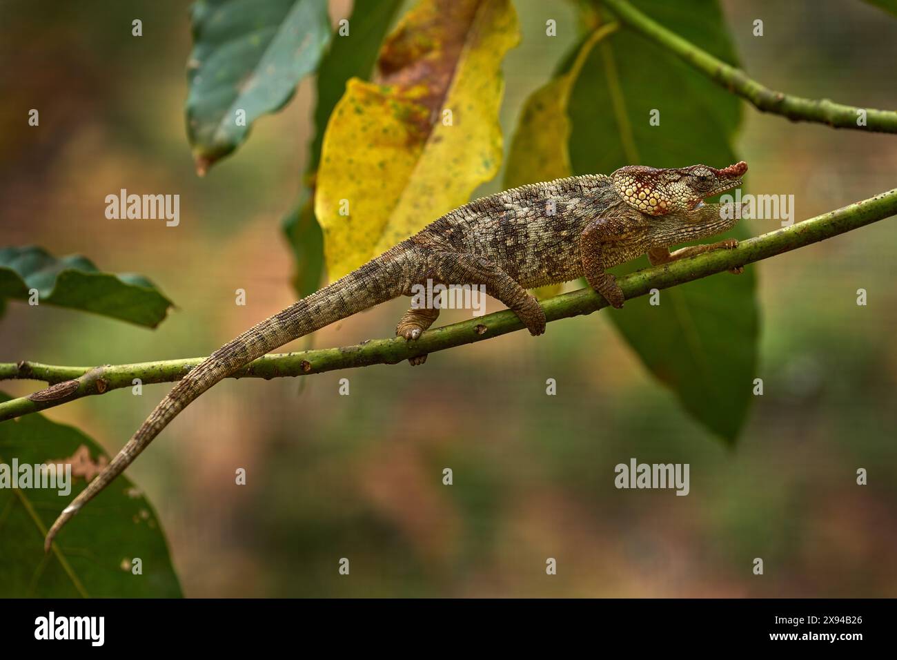 Chamäleon Furcifer pardalis sitzt auf dem Baumzweig im Naturhabitat Ranomafana NP. Endemische Echse aus Madagaskar. Chamäleon in der Nacht. Stockfoto