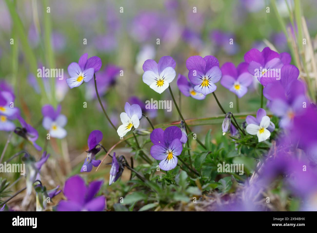 Wildes Stiefmütterchen, Acker-Stiefmütterchen, Gewöhnliches Stiefmütterchen, Stiefmütterchen, Wiesen-Stiefmütterchen, Wiesenstiefmütterchen, Ackerstie Stockfoto