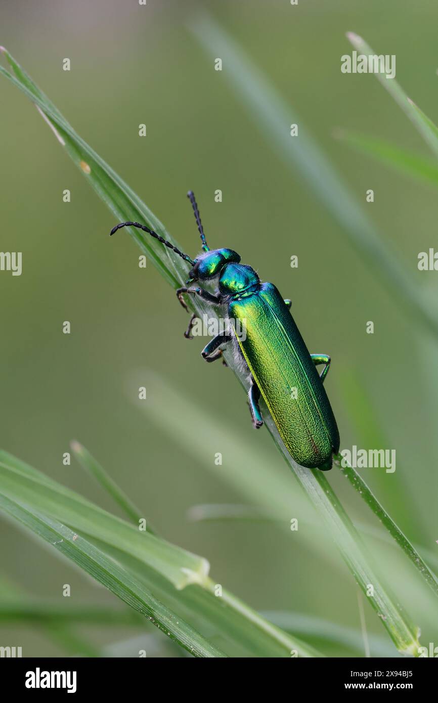 Spanische Fliege, Blasenkäfer, Lytta vesicatoria, Cantharis vesicatoria, Spanische Fliege, Blisterkäfer, La cantharide officinale, Ölkäfer, Meloidae, bli Stockfoto