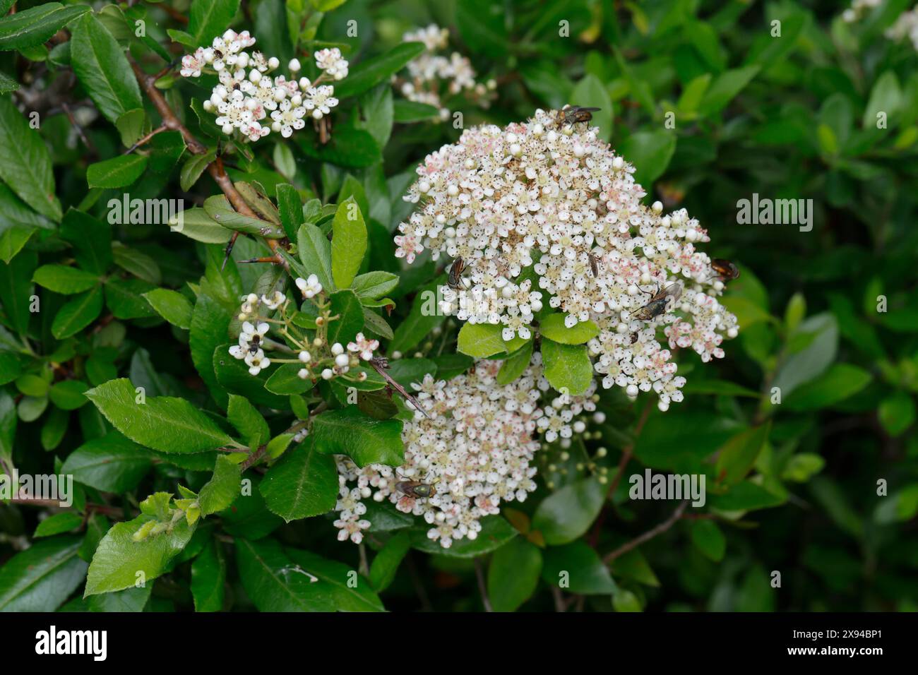 Mittelmeer-Feuerdorn, Europäischer Feuerdorn, Feuerdorn, Blüte, Blüten, Blühend, Pyracantha coccinea, scharlachrote feuerdorn, feuerdorn, rotes feuerdorn, blo Stockfoto