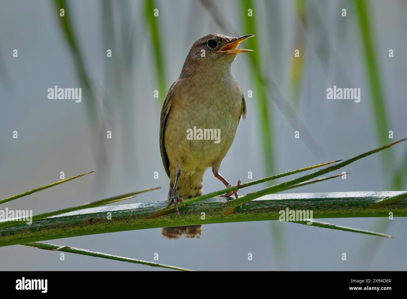 Nahaufnahme eines Very Small House Wren (Troglodytes aedon) in vollem Lied. Stockfoto