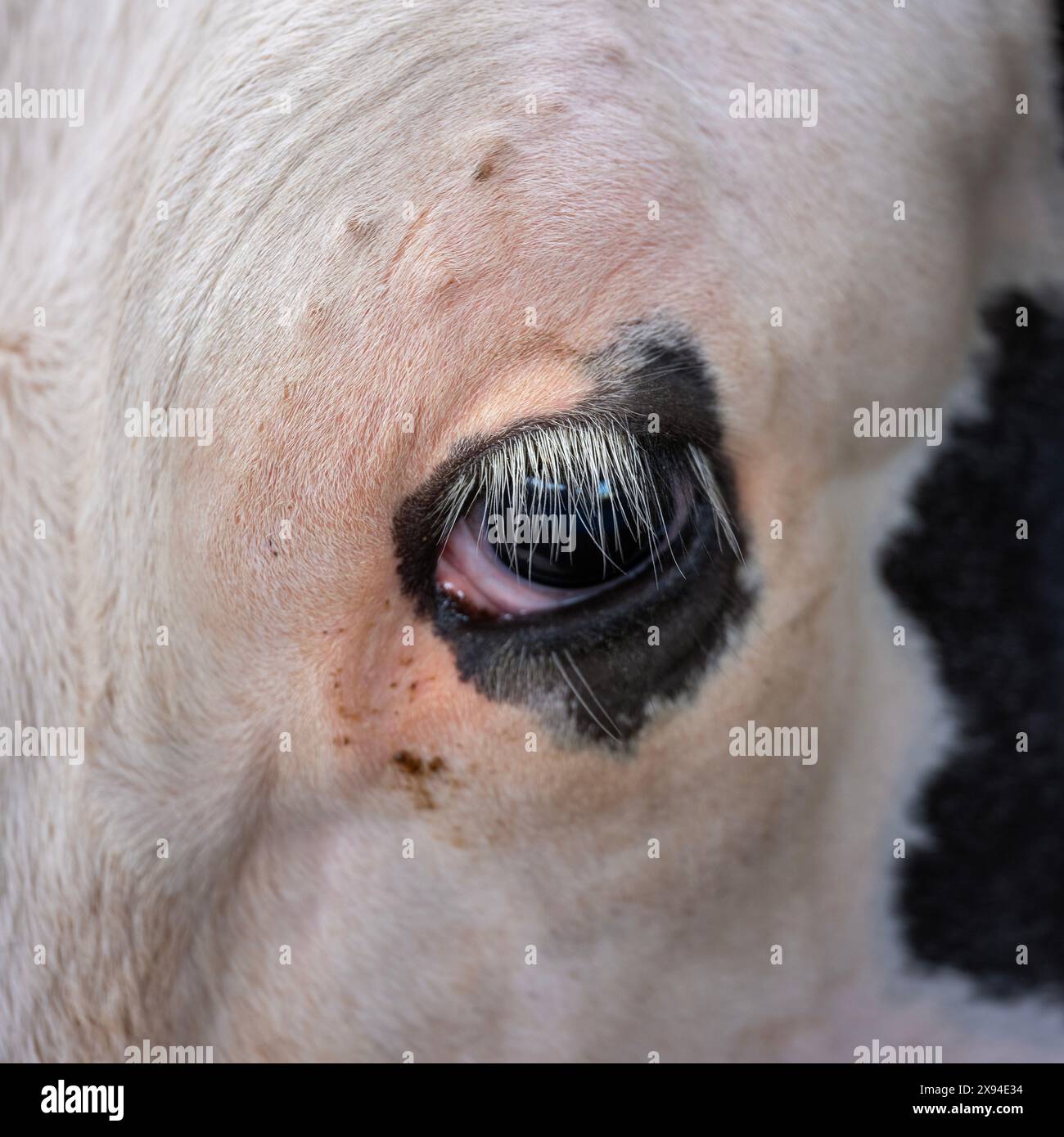 Nahaufnahme des Kuhauges einer schwarz-weiß gefleckten Kuh mit weißen Wimpern Stockfoto