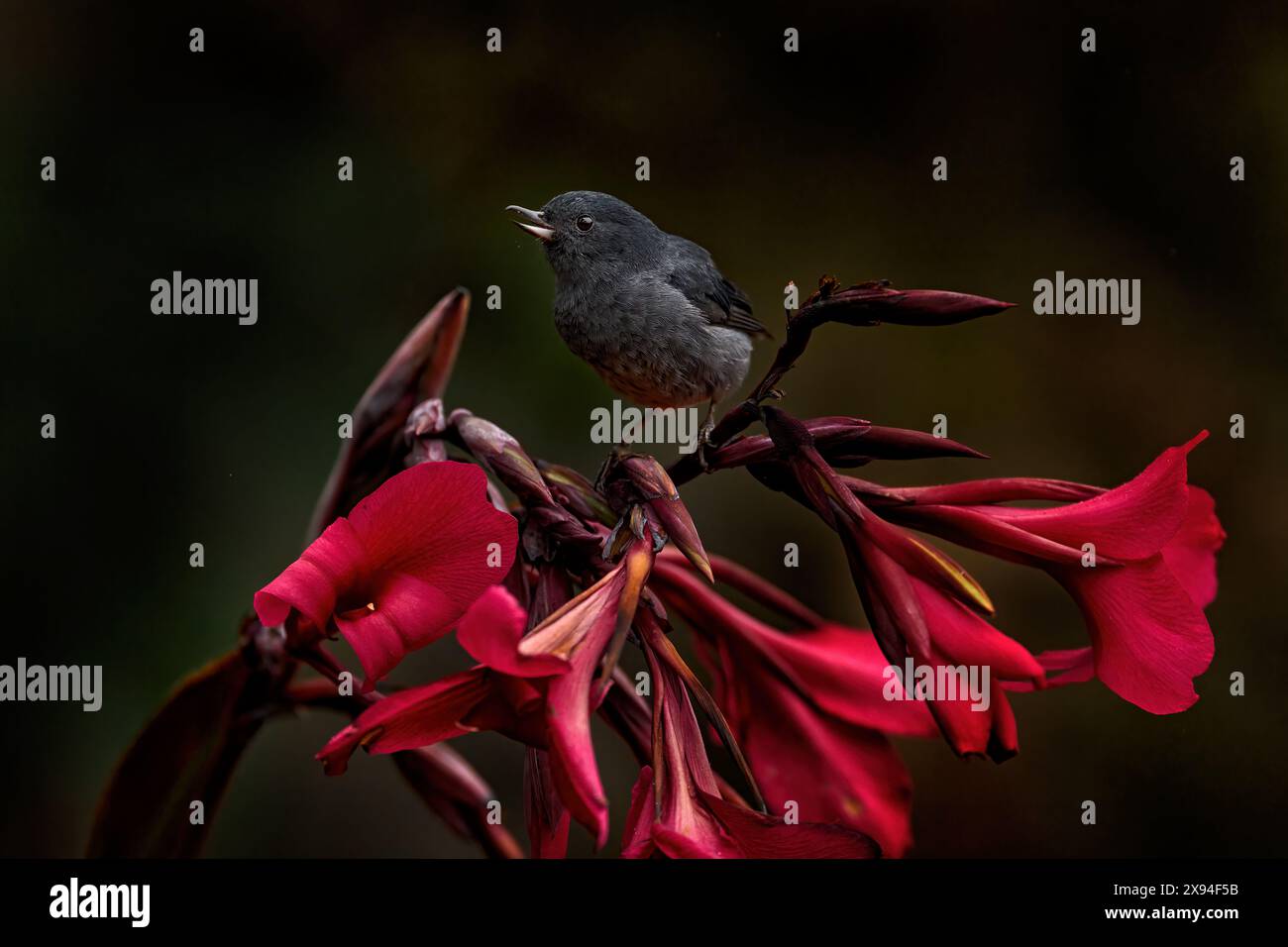 Slaty Blwerpiercer, Diglossa plumbea, Passerine Vogel endemisch in den Talamancan Bergwäldern, schwarzer Vogel mit gebogenem Schnabelsittin auf der roten Blume innen Stockfoto