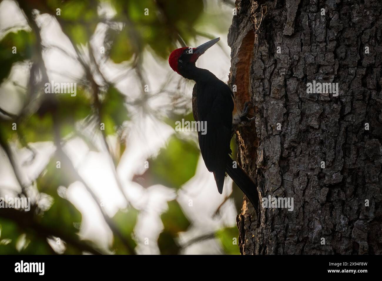 Weißbauchspecht, Dryocopus javensis, großer schwarzer Vogel mit rotem Wappen im natürlichen Lebensraum. Spechte auf dem Baumstamm in der Natur, Nagarho Stockfoto