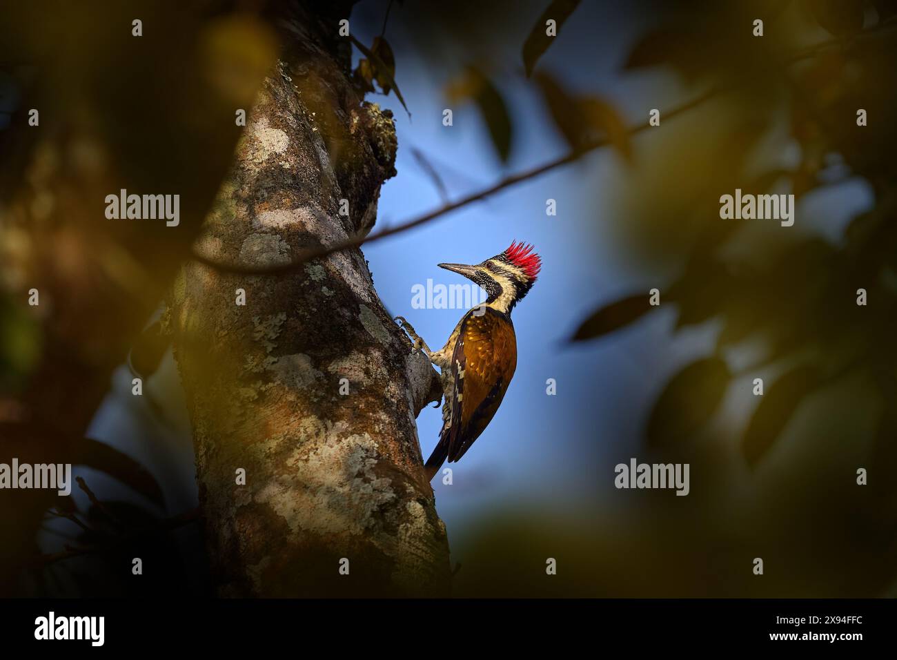Rotspechte auf dem Baum im natürlichen Lebensraum. Schwarzer Flameback, Dinopium benghalense, Baumstamm mit blauem Himmel, Kabini Nagarhole in Indien. Stockfoto
