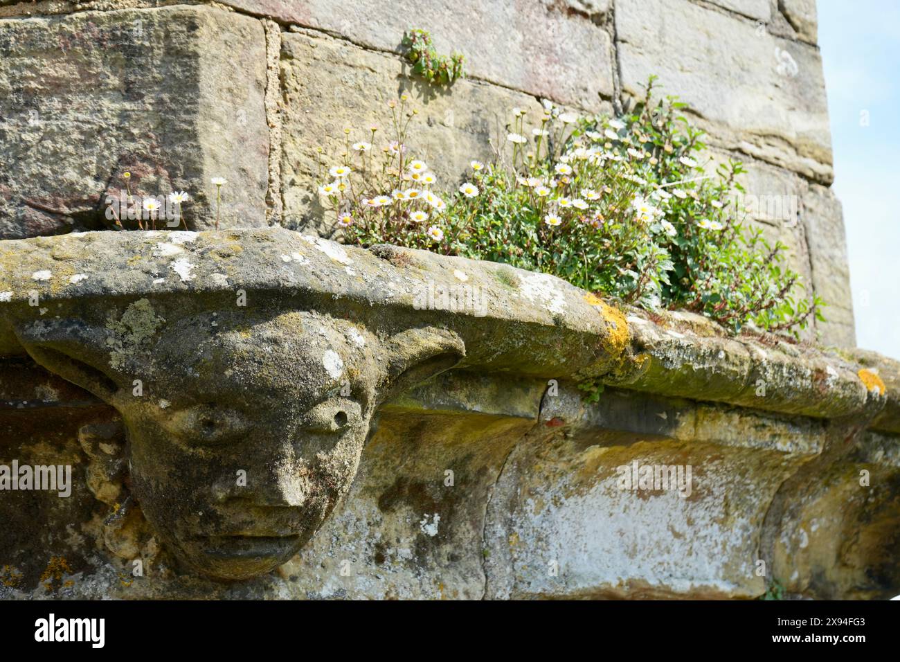Geschnitzter Gargoyle auf einer Steinmauer mit Gänseblümchen. Stockfoto