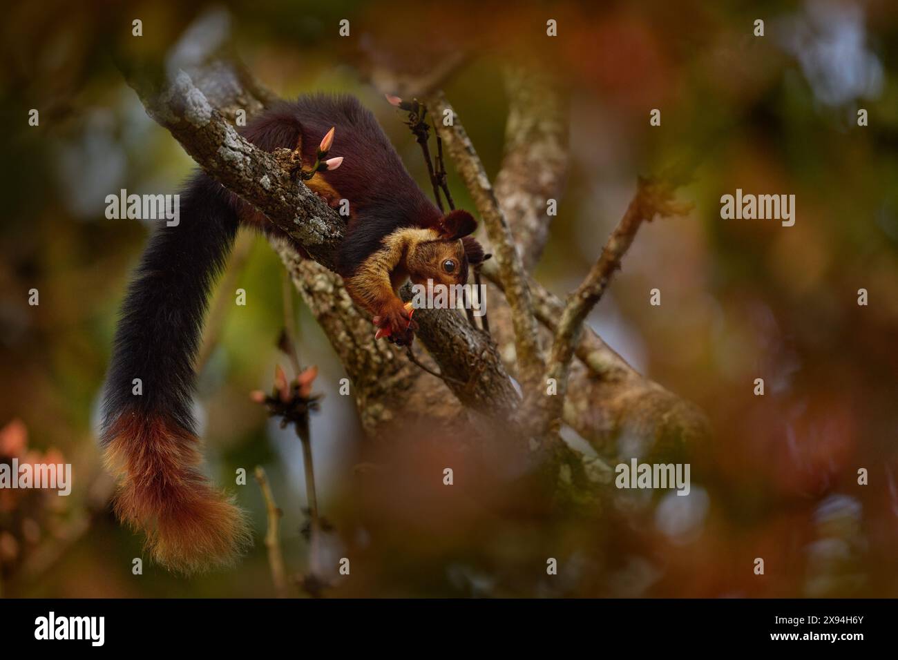 Indisches Riesenhörnchen, Ratufa indica, Nagarhole National Park, Karnataka, Indien in Asien. Großes rotbraunes Eichhörnchen, das sich am Baum ernährt, wilde Natur. Stockfoto