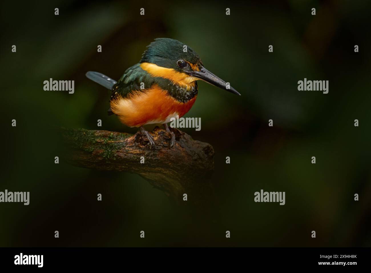 Costa Rica Natur. Amerikanischer zwergvogel, Chloroceryle aenea, in der Nähe des Wassers. Grüner und weißer Vogel, der auf dem Ast sitzt. Eisvogel in der Natur Stockfoto