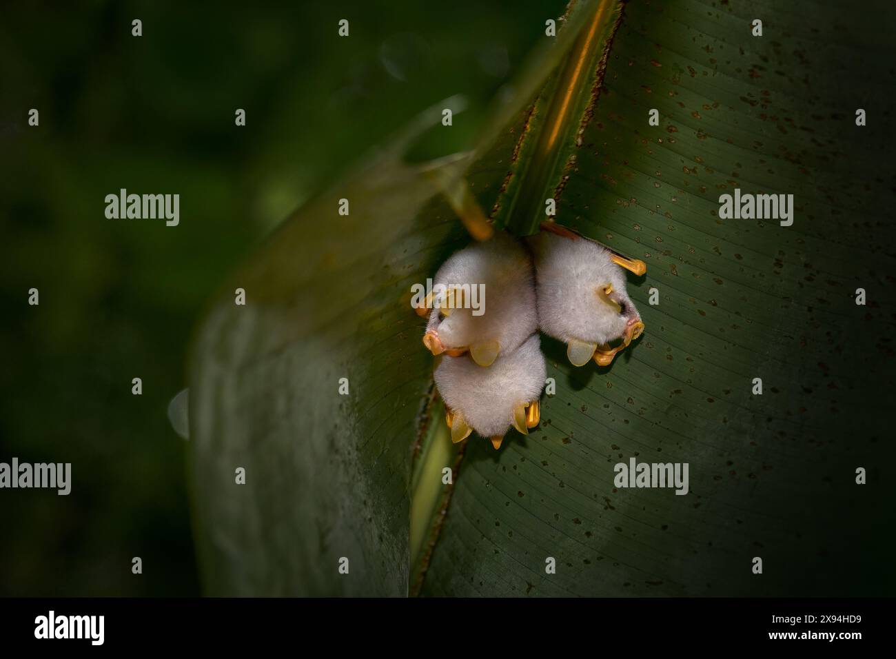 Honduranische weiße Fledermaus, Ectophylla alba, süße weiße Fellfledermäuse versteckt in den grünen Blättern, Braulio Carrillo NP in Costa Rica. Säugetiere im Wald, bis Stockfoto