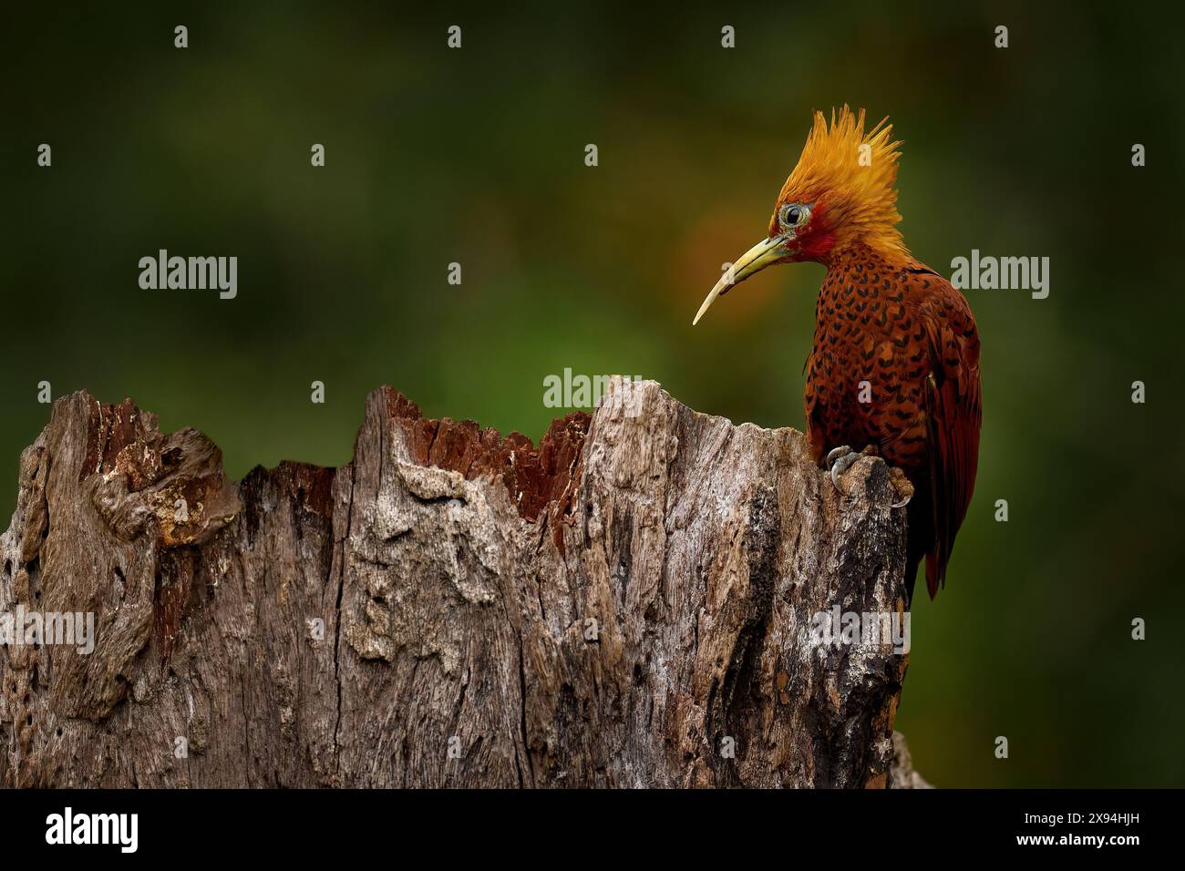 Costa Rica Natur. Kastanienfarbener Holzspecht, Celeus castaneus, brauner Vogel mit rotem Gesicht aus Costa Rica. Specht mit gelbem Wappen und rotem Gesicht Stockfoto