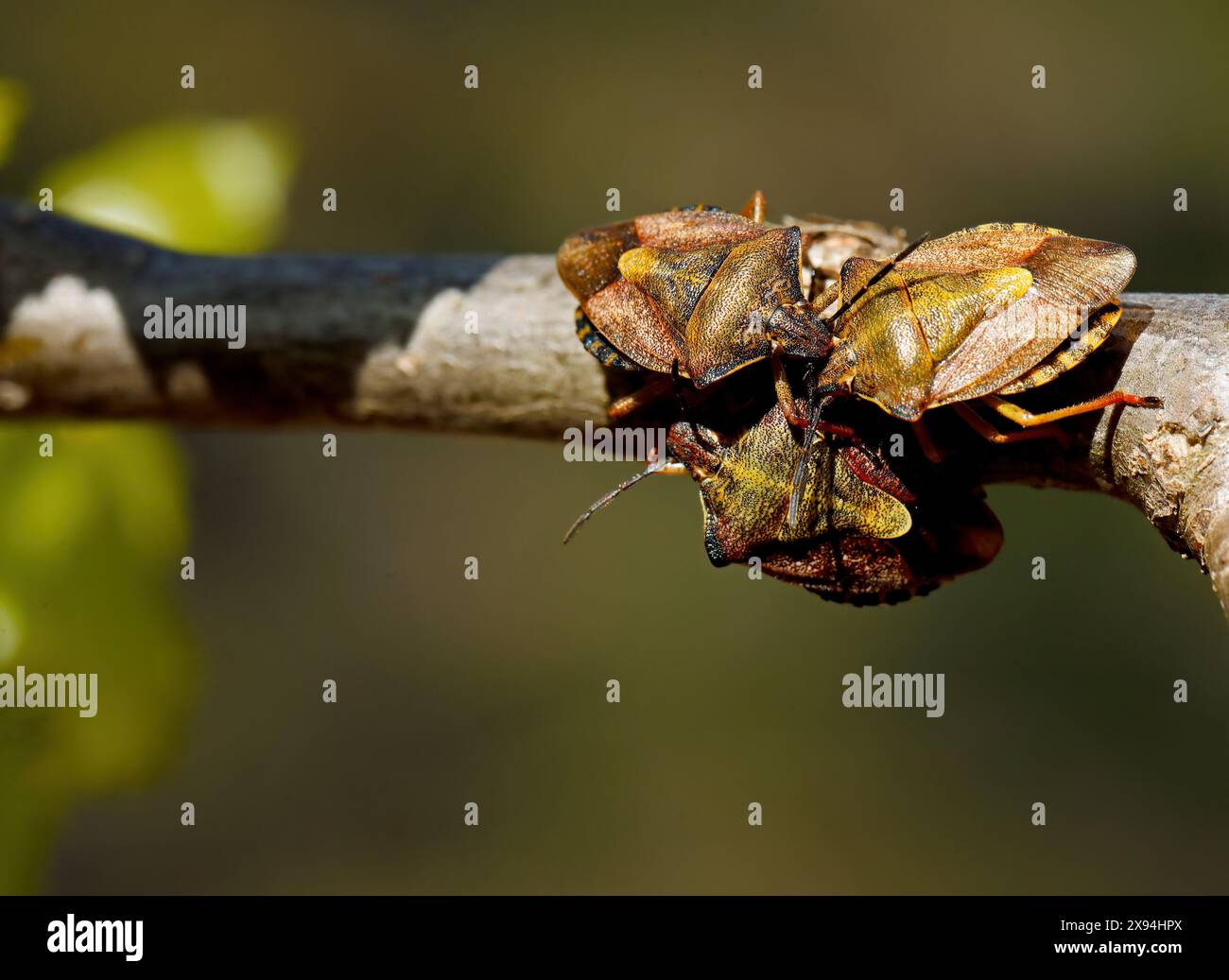 Schildkäfer Carpocoris purpureipennis auf einem Zweig im Frühjahr Stockfoto
