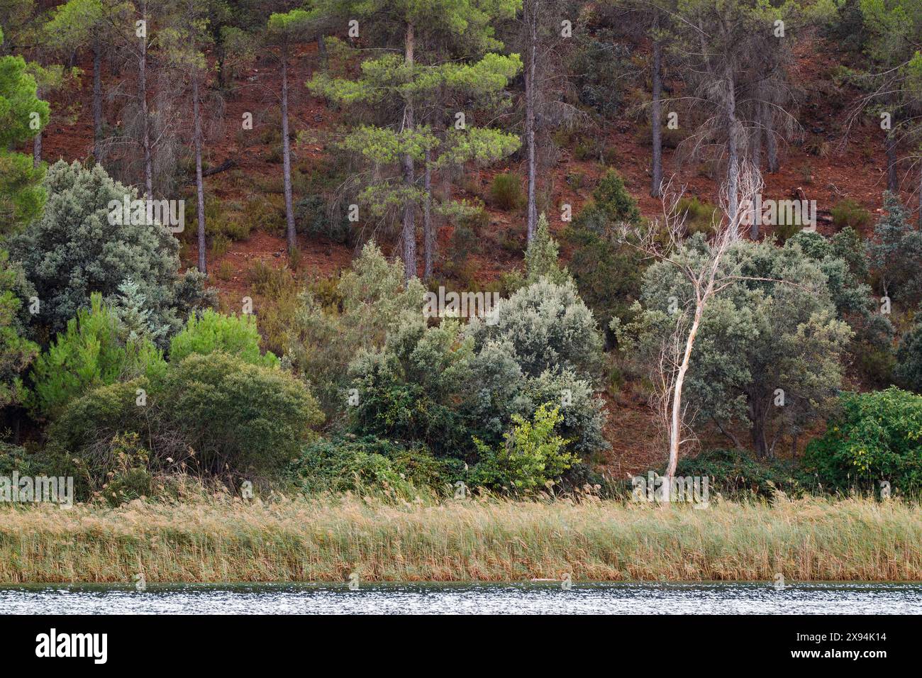 Holm-Eiche in den Wäldern der Ruidera-Lagunen Stockfoto